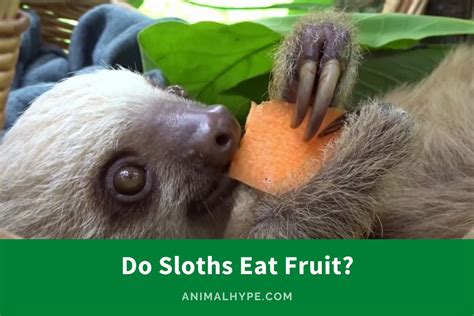 fruits sloths eat